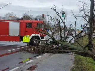 Przewrócone drzewo na Puławskiej 