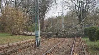 Drzewo spadło na torowisko 