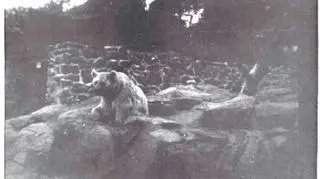 Wojtek w zoo w Edynburgu