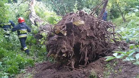 Potężne drzewo runęło w parku podczas pikniku dla dzieci