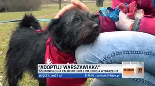 O czworonogach opowiadają wolontariusze 