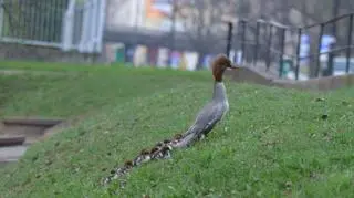 Nurogęsi nad Kanałem Piaseczyńskim