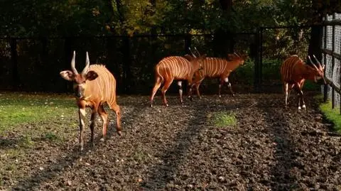 Skradają się i składają jak harmonijka. Eksportowy hit warszawskiego zoo