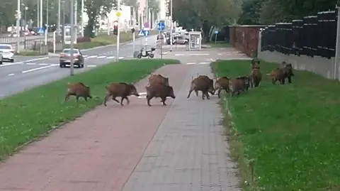 Spacer dzików wzdłuż cmentarza na Bródnie