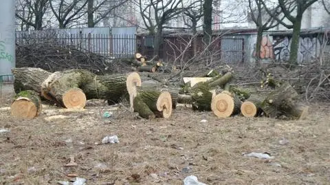 Skala wycinki drzew? Szyszko: pytajcie Gronkiewicz-Waltz