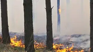 Pożar lasu w Kobyłce