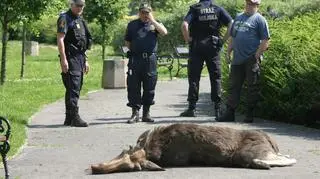 Łoś zostanie zabrany do lasu