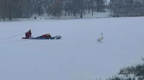 Akcja ratowania łabędzi przez stołeczny WOPR