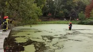 Akcja służb w parku Rydza-Śmigłego