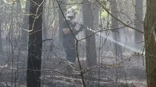 Pożar w Puszczy Kampinoskiej