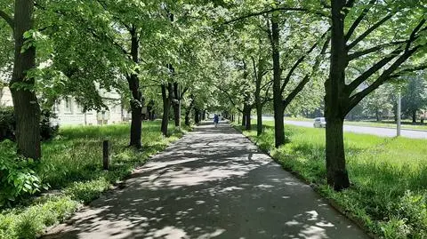 Budują tramwaj i kolektor. Co z aleją lip? Ograniczą skalę wycinki