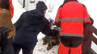 Strażnicy miejscy pomogli seniorce i jej psu