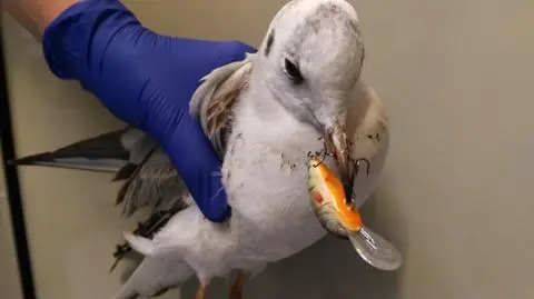 Była ranna, z wbitym w dziób haczykiem wędkarskim. Śmieszką zaopiekowało się zoo
