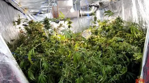 Plantacja marihuany w Miasteczku Wilanów. Dwa namioty w mieszkaniu
