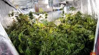 Fabryka marihuany w mieszkaniu