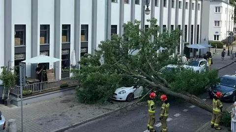 Drzewo przewróciło się na zaparkowane samochody