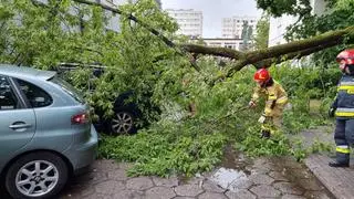 Drzewo spadło na auta na Mokotowie