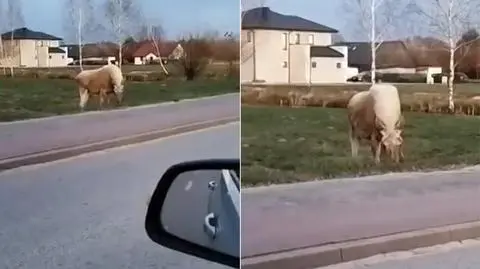 Łoś albinos zauważony pod Warszawą 