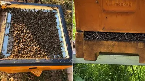 Setki kilogramów martwych pszczół. "W ulach znaleźliśmy pozostałości po cieczy o gryzącym zapachu"