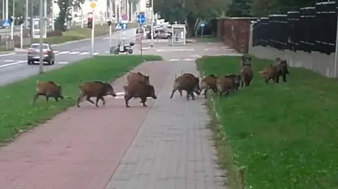 Burmistrz Targówka w sprawie dzików: pochrumałem z głównym odyńcem