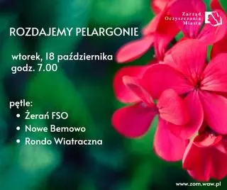 Plakat informujący o rozdawaniu pelargonii