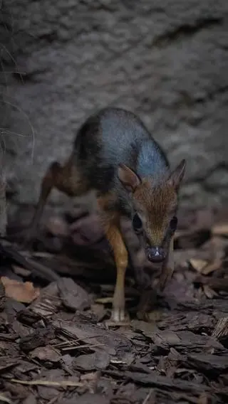 Myszojeleń przyszedł na świat w Warszawskim Zoo