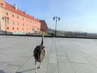 Struś Nande w Warszawie