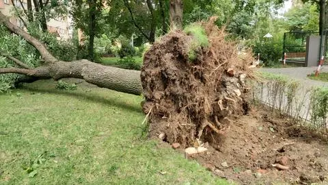 Powalone drzewa na Osiedlu Pod Kopcem