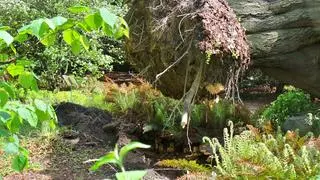 Buk z Ogrodu Botanicznego UW został powalony przez silny wiatr