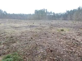 Wycinka na terenie Leśnictwa Zbójna Góra