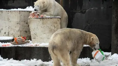 Mięso, galaretka, ulubiony majonez. Urodziny niedźwiedzi polarnych