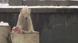 Szóste urodziny polarnych niedźwiedzi