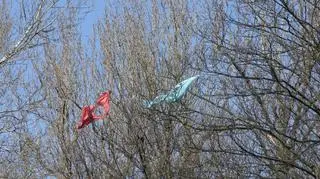 Lampiony na drzewach