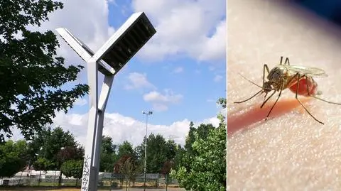Radni chcieli oprysków na komary. Ratusz stawia na jerzyki