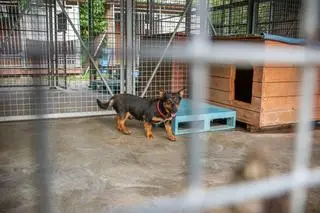 Warszawskie Schronisko Na Paluchu przyjęło 135 psów ze schroniska w Radysach