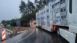 Przewoził krowy, auto przewróciło się na rondzie