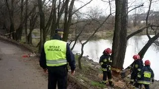 Tak wyglądało "podcięte" drzewo nad Wisłą