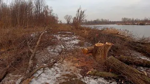Wycięli pięć tysięcy drzew pod budowę gazociągu, nie muszą sadzić nowych 
