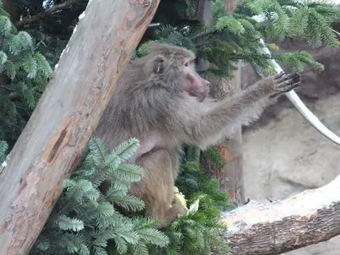 Gwiazdkowe spotkanie z mieszkańcami zoo