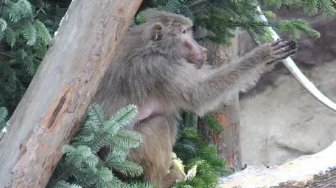 Małpy rozbierały choinki, słonie czekały na orzeszki. Święta w zoo