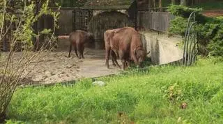 O życiu żubrów w zoo