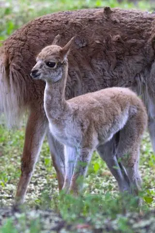 Wikunia w warszawskim zoo