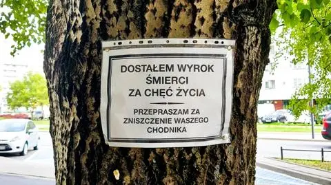 Radna prosiła o naprawę chodnika, urzędnicy postanowili wyciąć drzewo 