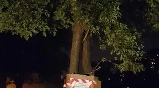 Nie chcą wycinki drzewa