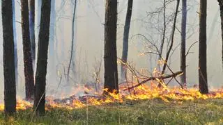 Pożar lasu w Kobyłce