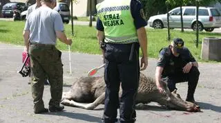 Łoś uśpiony na czas transportu do lasu