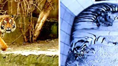 Wielki Brat patrzy na dzieci Kilera