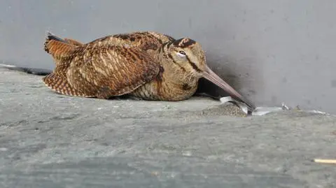 Słonka pod hotelem w centrum stolicy