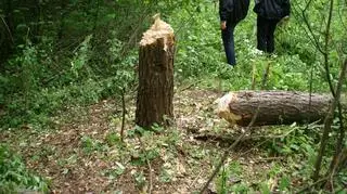 Ścięli drzewo na uczestników imprezy