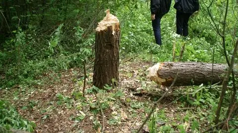 Drzewem w kolegę. Pijane ognisko urodzinowe